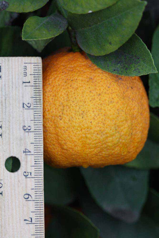              Fruit (Riverside, CA)       